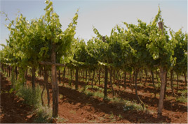 Viele Weinsträucher auf einen Anbaugebiet